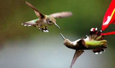 Some male hummingbirds employ their bills as weapons