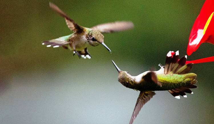 Some male hummingbirds employ their bills as weapons