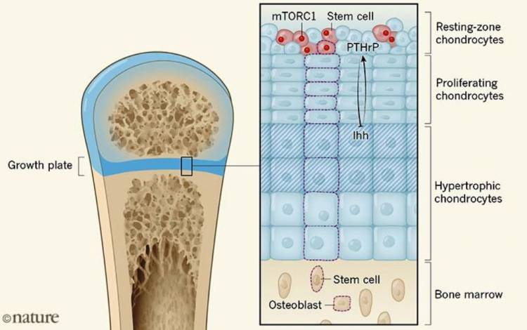 A newfound immature microorganism that keeps bones developing