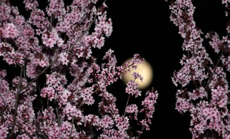 April's Pink Moon 2019: What Is It, Timings, and How Can You Watch the Full Moon? 